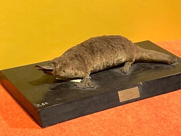 特別展「大哺乳類展３－わけてつなげて大行進」に投稿された画像（2024/3/23）