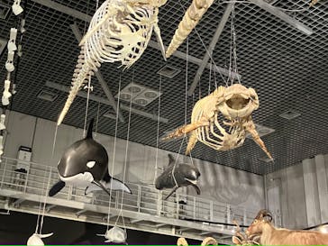 特別展「大哺乳類展３－わけてつなげて大行進」に投稿された画像（2024/3/23）