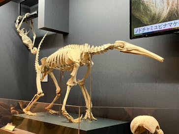 特別展「大哺乳類展３－わけてつなげて大行進」に投稿された画像（2024/3/23）