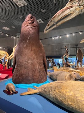 特別展「大哺乳類展３－わけてつなげて大行進」に投稿された画像（2024/3/23）