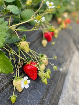 農業公園信貴山のどか村に投稿された画像（2024/3/23）