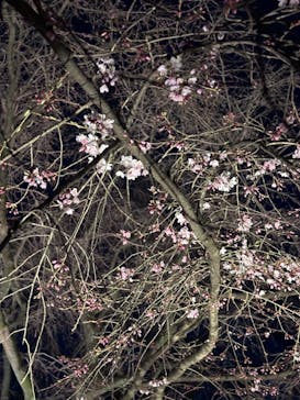 六義園に投稿された画像（2024/3/23）