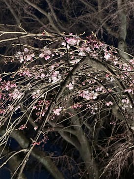 六義園に投稿された画像（2024/3/23）