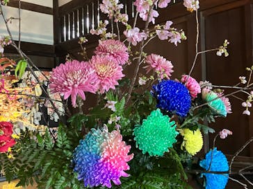 元離宮二条城に投稿された画像（2024/3/23）