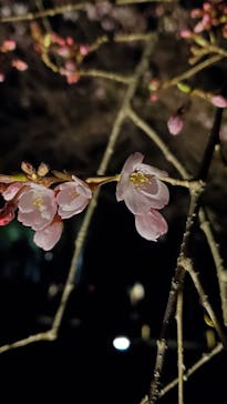 六義園に投稿された画像（2024/3/23）