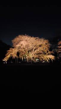 六義園に投稿された画像（2024/3/23）