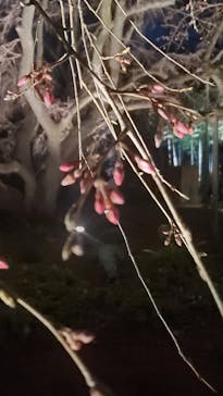 六義園に投稿された画像（2024/3/23）
