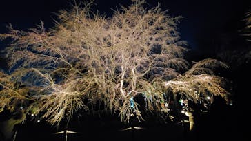 六義園に投稿された画像（2024/3/23）