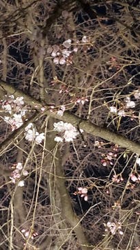 六義園に投稿された画像（2024/3/23）