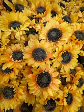 ゴッホ・アライブに投稿された画像（2024/3/23）