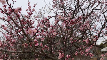 せんだい農業園芸センター　みどりの杜に投稿された画像（2024/3/23）