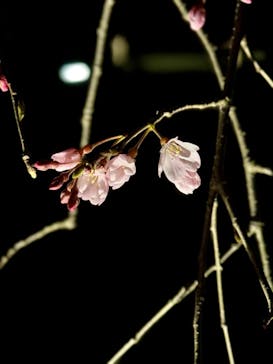 六義園に投稿された画像（2024/3/23）