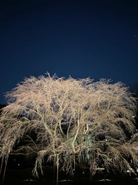 六義園に投稿された画像（2024/3/23）