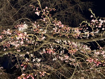 六義園に投稿された画像（2024/3/23）