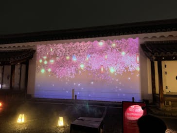 NAKED桜まつり 2024 世界遺産・二条城に投稿された画像（2024/3/23）