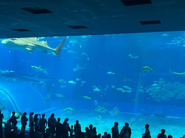 沖縄美ら海水族館に投稿された画像（2024/3/23）