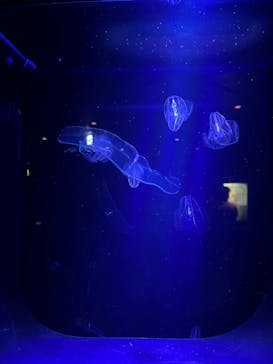 沖縄美ら海水族館に投稿された画像（2024/3/23）