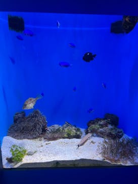 沖縄美ら海水族館に投稿された画像（2024/3/23）
