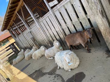 成田ゆめ牧場に投稿された画像（2024/3/23）