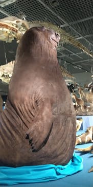 特別展「大哺乳類展３－わけてつなげて大行進」に投稿された画像（2024/3/23）
