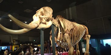 特別展「大哺乳類展３－わけてつなげて大行進」に投稿された画像（2024/3/23）