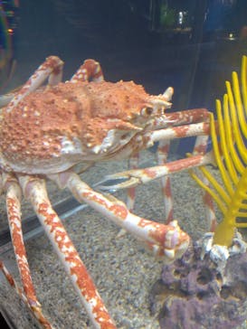 DMMかりゆし水族館に投稿された画像（2024/3/23）