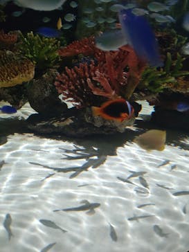 DMMかりゆし水族館に投稿された画像（2024/3/23）