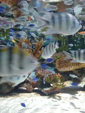 DMMかりゆし水族館に投稿された画像（2024/3/23）