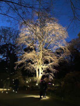 六義園に投稿された画像（2024/3/23）