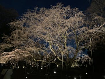 六義園に投稿された画像（2024/3/23）