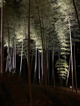 六義園に投稿された画像（2024/3/23）