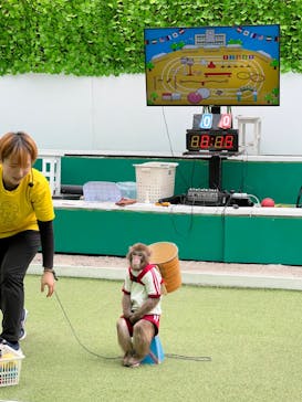 おさるランド＆アニタウン　日光さる軍団劇場に投稿された画像（2024/3/23）