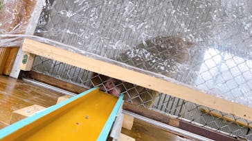 おさるランド＆アニタウン　日光さる軍団劇場に投稿された画像（2024/3/23）