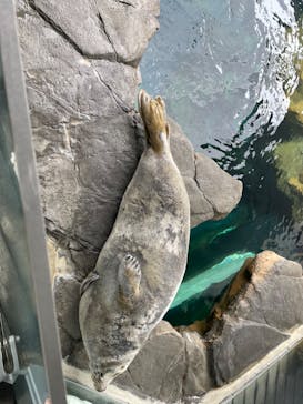 しながわ水族館に投稿された画像（2024/3/23）