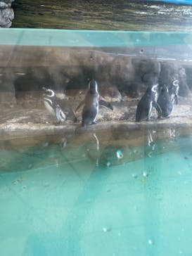 しながわ水族館に投稿された画像（2024/3/23）