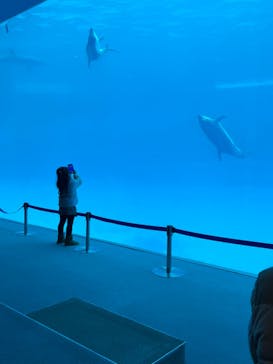 名古屋港水族館に投稿された画像（2024/3/24）
