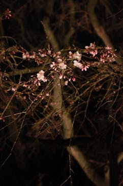 六義園に投稿された画像（2024/3/24）