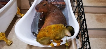 アニタッチアクアシティお台場に投稿された画像（2024/3/24）