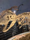福井県立恐竜博物館に投稿された画像（2024/3/24）
