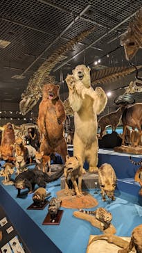 特別展「大哺乳類展３－わけてつなげて大行進」に投稿された画像（2024/3/24）