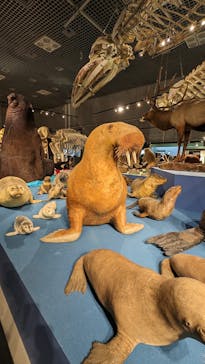 特別展「大哺乳類展３－わけてつなげて大行進」に投稿された画像（2024/3/24）