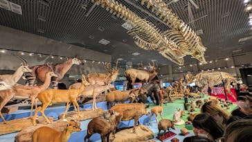 特別展「大哺乳類展３－わけてつなげて大行進」に投稿された画像（2024/3/24）