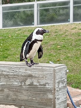 マリンワールド海の中道に投稿された画像（2024/3/24）