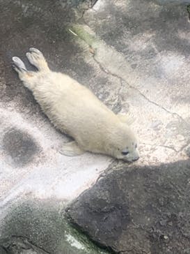 伊豆・三津シーパラダイスに投稿された画像（2024/3/24）