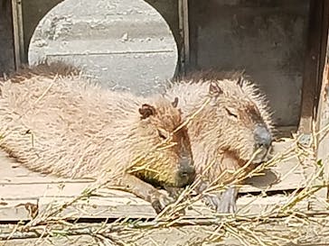 宇都宮動物園に投稿された画像（2024/3/24）