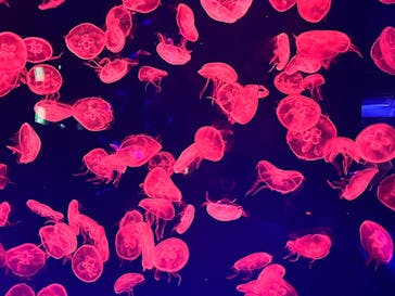 名古屋港水族館に投稿された画像（2024/3/24）