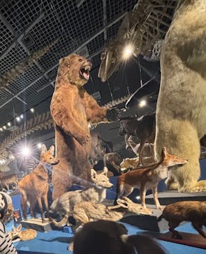 特別展「大哺乳類展３－わけてつなげて大行進」に投稿された画像（2024/3/24）