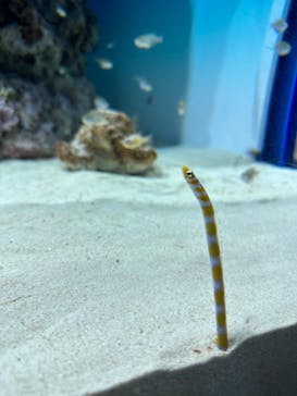 アクアワールド茨城県大洗水族館に投稿された画像（2024/3/24）