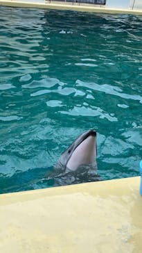 伊豆・三津シーパラダイスに投稿された画像（2024/3/24）