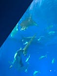 沖縄美ら海水族館に投稿された画像（2024/3/24）